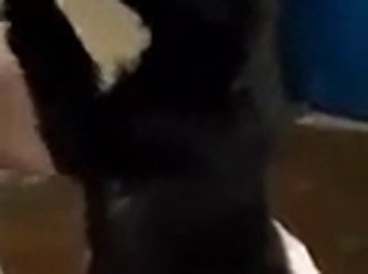 Woma Having Sex With Animal