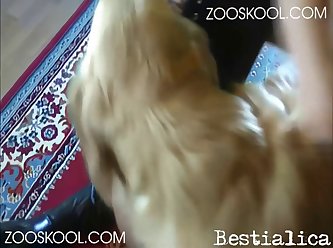 Animal Sex And Human