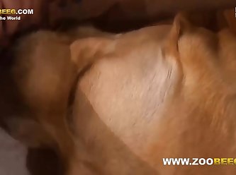 Japanese Animal Sex Porn