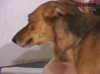 Sex Woth Animal Porn