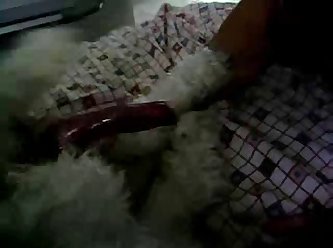 Dog Sloppy Seconds Porn