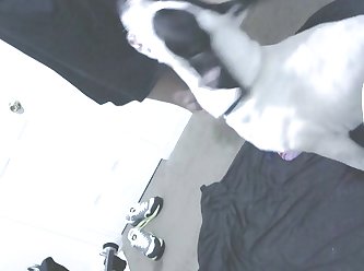 Porn Horse Squirt