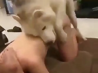 Furry Futa Horse Porn