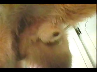 Bear Zoo Porn