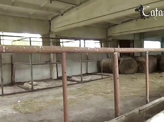 Animal Pig Porn