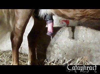 Animal Porn Cartoon