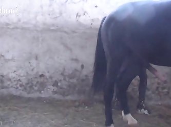 Rocio Hernandez Animal Porn