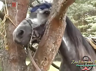 Animal Cow Porn