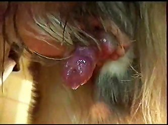 Sites Porno Com Animal