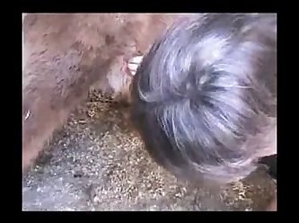 Dog Porno Animal