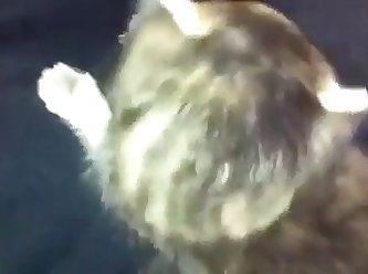 Adara Bears Xxx Porn