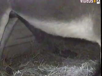 Cum Zoo Porn