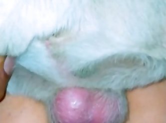 Anal Dog Scat 720p