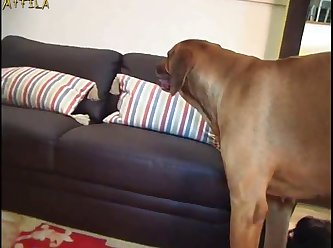 Teen And Animal Sex