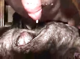 Dog Porn Tick